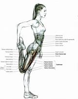 Pictures of Quadriceps And Hip Muscle Strengthening Exercises