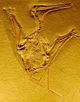 Pterodactyl Dinosaur Fossil