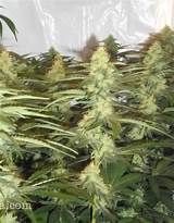 Small Marijuana Grow