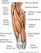 Muscle Exercises Quads Pictures
