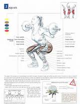 Knee Muscle Strengthening Exercises Diagrams