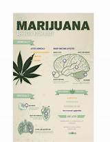 What Does Marijuana Do To Your Body And Brain
