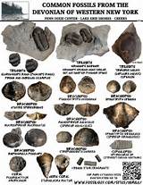 Identifying Fossils