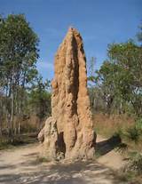 Pictures of Cathedral Termite Mounds