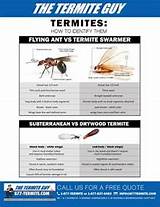 Termite Inspection Yorba Linda Pictures