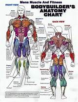 Images of Muscle Group Exercises Chart