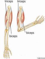Images of Triceps Muscle Exercise