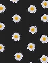 Daisy Flower Wallpaper