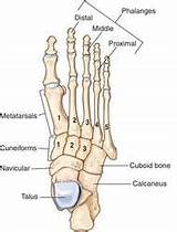 Images of Medical Term For Bone