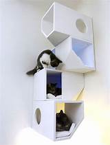 Kitty Cube Shelves Pictures