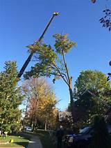 Pictures of Ontario Tree Service
