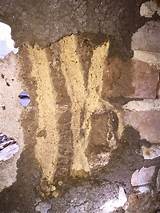 Termite Treatment St Louis Photos