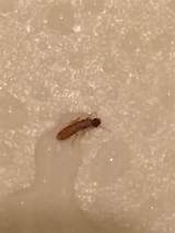 Bugs Termites Look Like Images