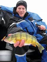 How To Catch Perch Ice Fishing Pictures