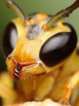 Wasp Eyes Pictures