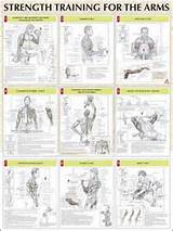 Images of Bicep Muscle Exercises