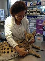 Images of Animal Kingdom Veterinary Hospital Ann Arbor Mi