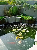 Images of Fish Pond Fountain