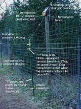 Pictures of Electric Wire To Keep Dogs In