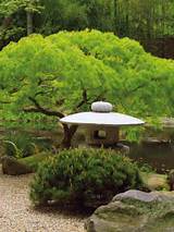 Photos of Japanese Landscape Plants