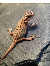 Images of Baby Bearded Dragon For Sale Cheap