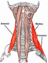 Pictures of Scalene Muscle Exercises