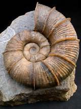 British Fossils Images