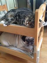 Dog And Cat Beds Photos
