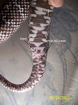 Photos of Popping Corn Snakes