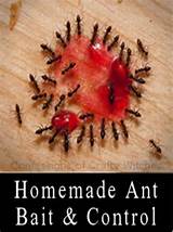 Pictures of Ant Control Chemicals