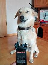 Remote Control Animals For Dogs Pictures