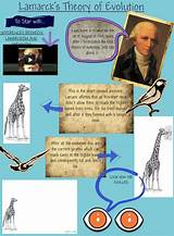 Lamarck Theory Evolution Pictures