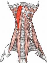 Occipital Muscle Exercises