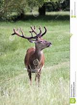 Deer Park Stock Images