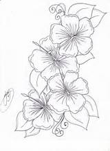 Hibiscus Flower Drawing Pictures