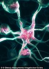 Images of Marijuana Brain Receptors
