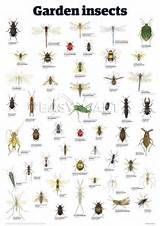 Pest Names Images