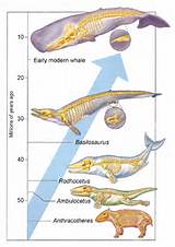 Fossil Record Images