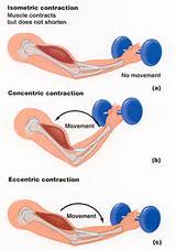 Photos of Isometric Muscle Exercise