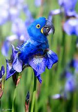 The Parrot Flower Images