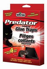 Images of Predator Mouse Trap