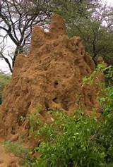 Termite Mound Facts Photos