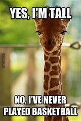 Funny Giraffe Pictures With Quotes Pictures
