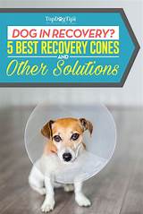 Photos of Dog Ocd Surgery Recovery