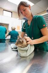 Licensed Veterinary Technician Schools Pictures