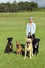Pictures of How To Become Bonded And Insured Dog Walker