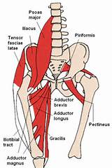 Pictures of Dorsal Muscle Exercises