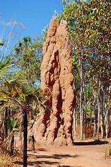 Cathedral Termite Images