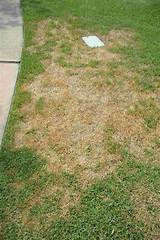 Lawn Fertilizer Service Orlando