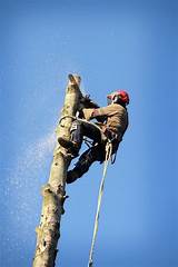 Photos of Tree Removal Contractors